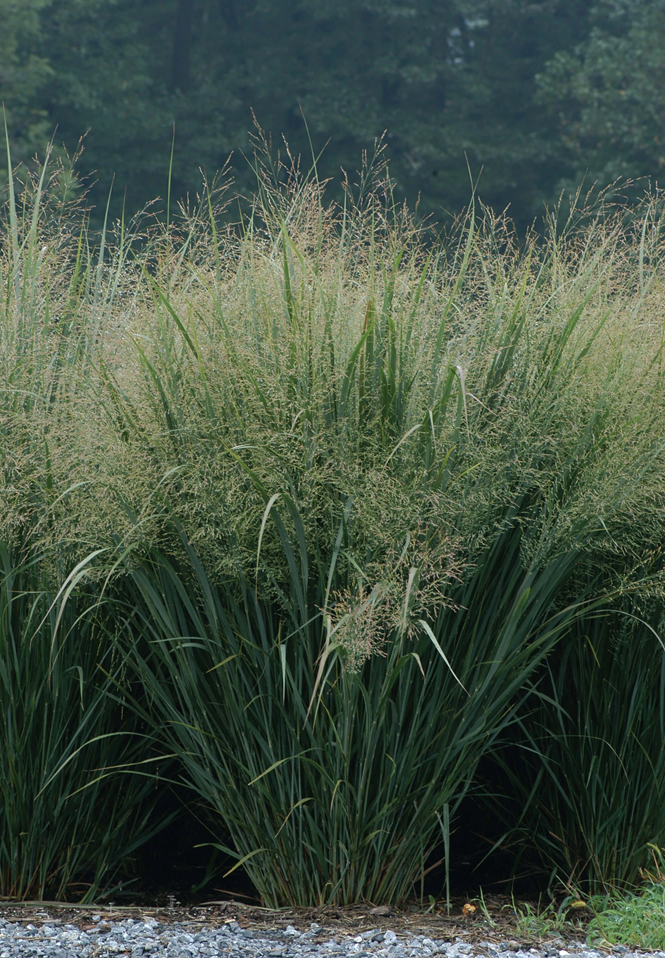 Switchgrass Northwind courtesy of.png